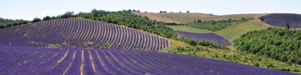 Les champs de lavande en Provence